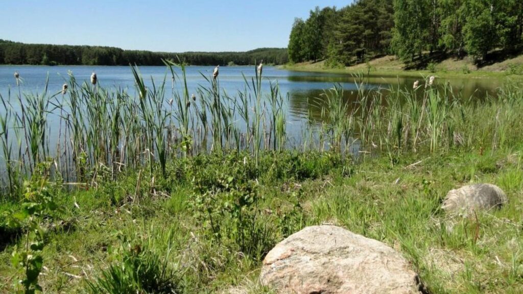 Jezioro Czarne w Niesiołowicach